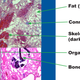 Illustration for article titled What a Chicken Nugget Looks Like Under the Microscope